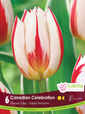 Florissa Tulip Bulbs Canadian Celebration