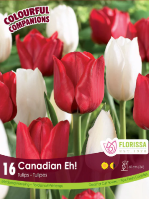 Florissa Tulip Bulbs Canadian Eh!