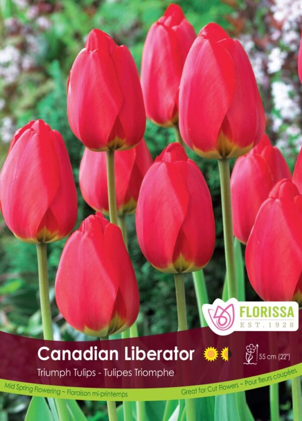 Florissa Tulip Bulbs (Fall Planting) - Image 11