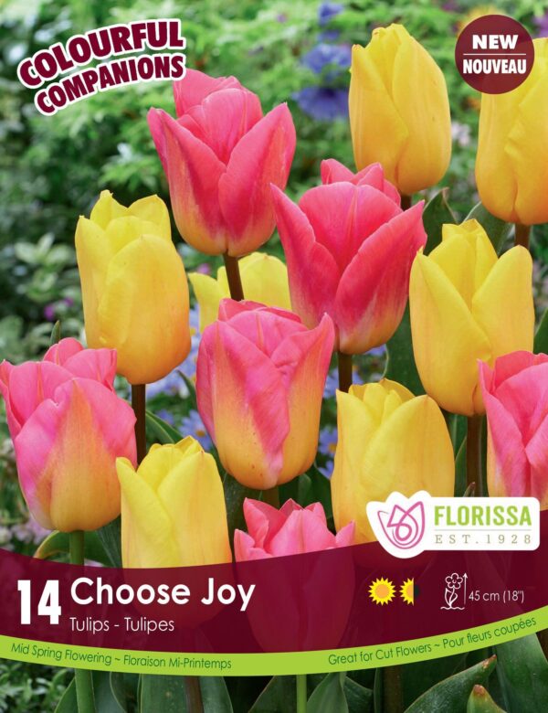 Florissa Tulip Bulbs (Fall Planting) - Image 12