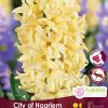 Florissa Hyacinth Bulbs (Fall Planting) - Image 4