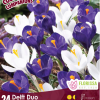 Florissa Crocus Bulbs (Fall Planting) - Image 4