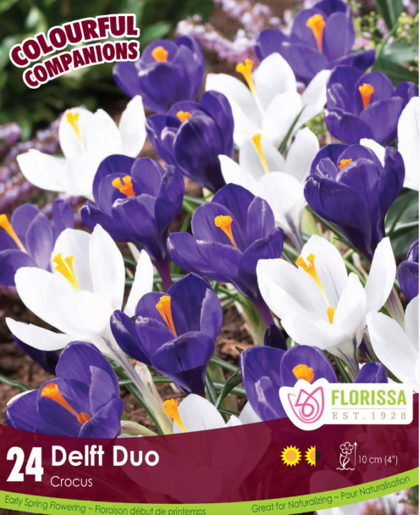 Florissa Crocus Bulbs (Fall Planting) - Image 4