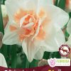 Florissa Narcissus Bulbs (Fall Planting) - Image 3