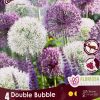 Florissa Allium Bulbs (Fall Planting) - Image 4