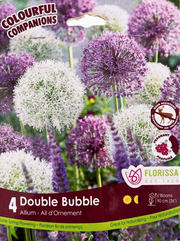 Florissa Allium Bulbs (Fall Planting) - Image 4