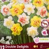 Florissa Narcissus Bulbs (Fall Planting) - Image 4
