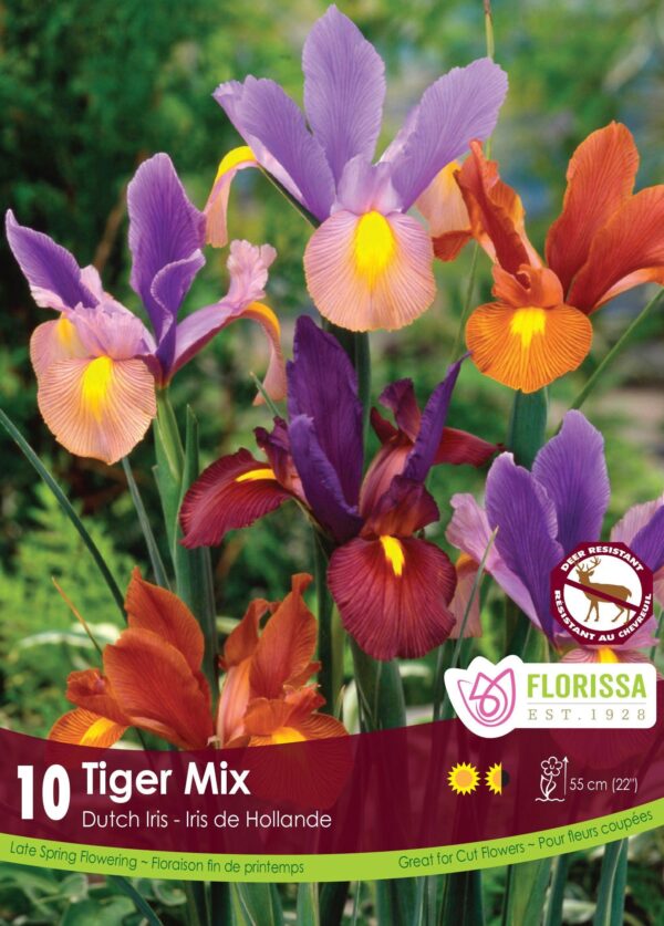 Florissa Iris Bulbs - Tiger Mix (Fall Planting)