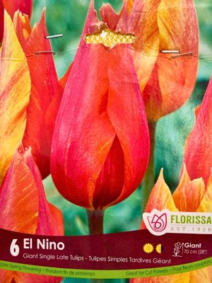Florissa Tulip Bulbs El Nino