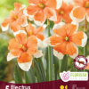 Florissa Narcissus Bulbs (Fall Planting) - Image 5