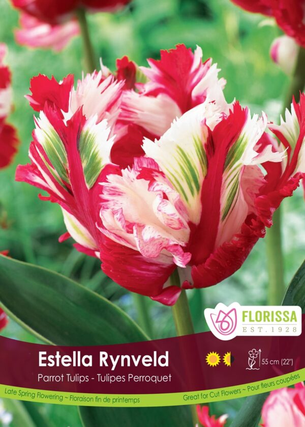 Florissa Tulip Bulbs (Fall Planting) - Image 16