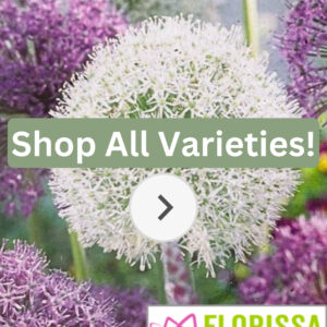 Florissa Allium Bulbs (Fall Planting)