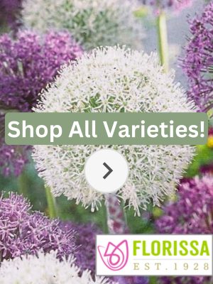 Florissa Allium Bulbs (Fall Planting)