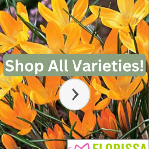 Florissa Crocus Bulbs (Fall Planting)