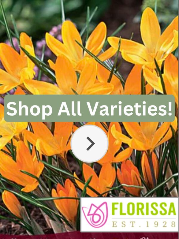 Florissa Crocus Bulbs (Fall Planting)