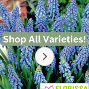 Florissa Muscari Bulbs (Fall Planting)