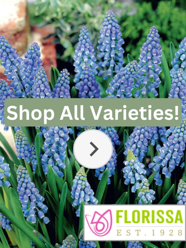 Florissa Muscari Bulbs (Fall Planting)