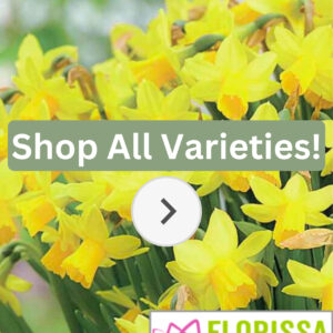 Florissa Narcissus Bulbs (Fall Planting)