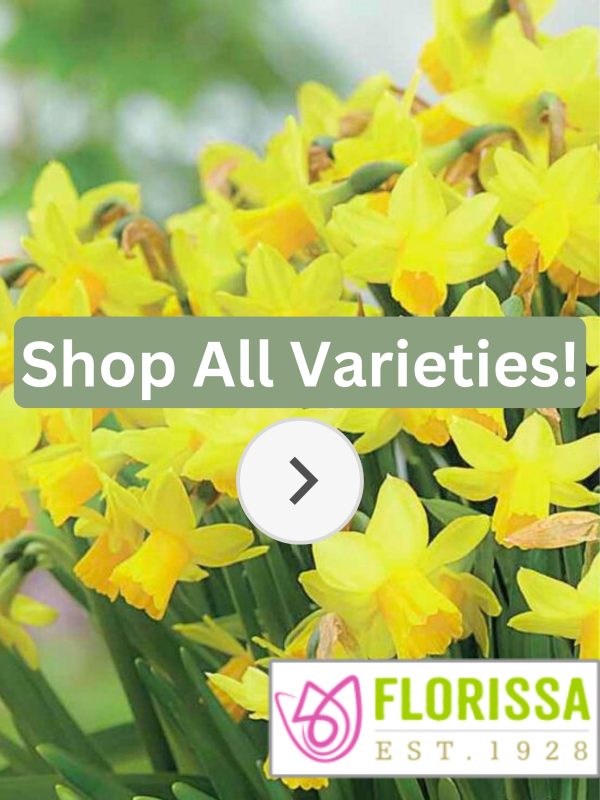 Florissa Narcissus Bulbs (Fall Planting)