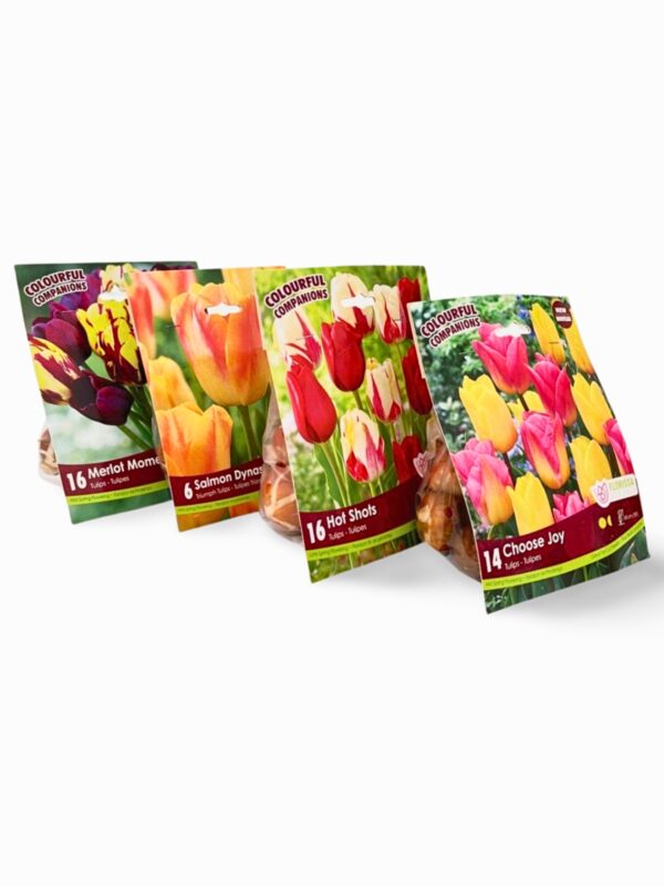 Florissa Tulip Bulbs (Fall Planting) - Image 2