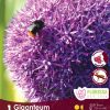 Florissa Allium Bulbs (Fall Planting) - Image 5