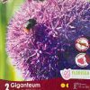 Florissa Allium Bulbs (Fall Planting) - Image 6
