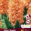 Florissa Hyacinth Bulbs (Fall Planting) - Image 5