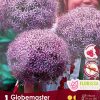 Florissa Allium Bulbs (Fall Planting) - Image 7