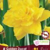 Florissa Narcissus Bulbs (Fall Planting) - Image 6