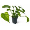 Pothos Houseplants - Image 7