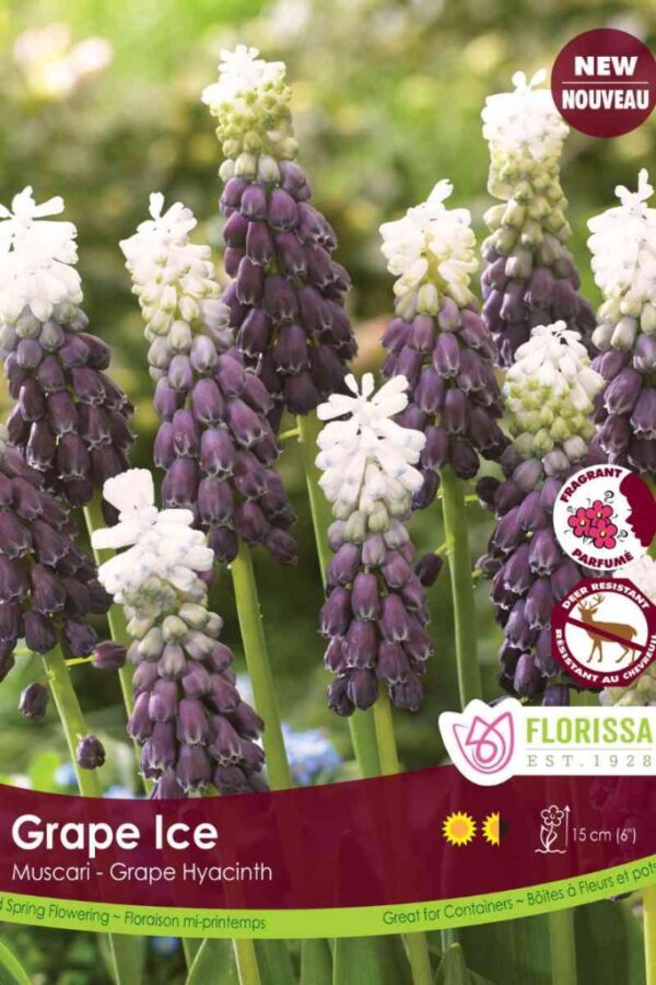 Florissa Muscari Bulbs (Fall Planting) - Image 4