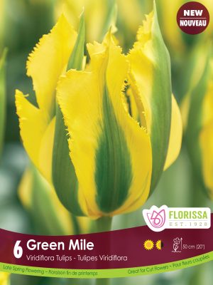 Florissa Tulip Bulbs Green Mile