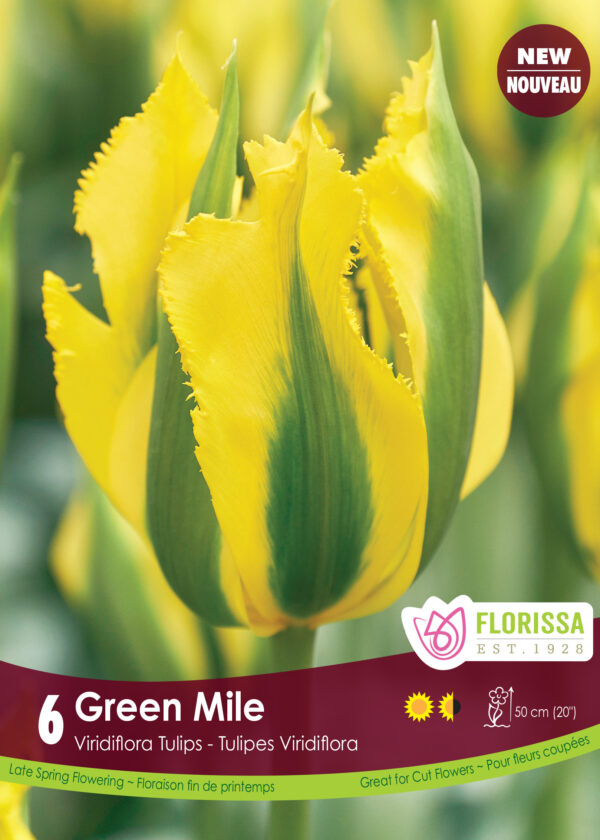 Florissa Tulip Bulbs (Fall Planting) - Image 18