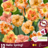 Florissa Narcissus Bulbs (Fall Planting) - Image 7