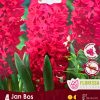 Florissa Hyacinth Bulbs (Fall Planting) - Image 6