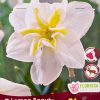 Florissa Narcissus Bulbs (Fall Planting) - Image 8
