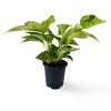 Pothos Houseplants - Image 8