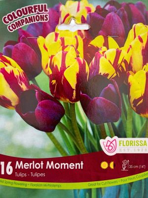 Florissa Tulip Bulbs Merlot Moment
