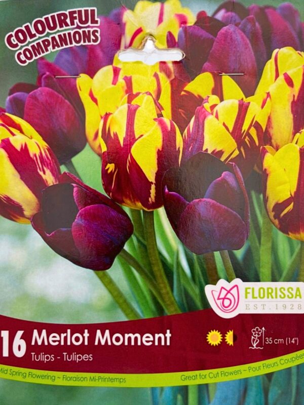 Florissa Tulip Bulbs (Fall Planting) - Image 20