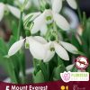 Florissa Allium Bulbs (Fall Planting) - Image 8
