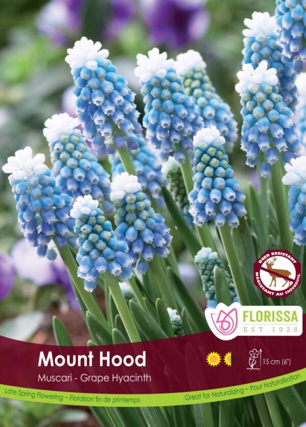 Florissa Muscari Bulbs (Fall Planting) - Image 5