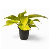 Pothos Houseplants - Image 9