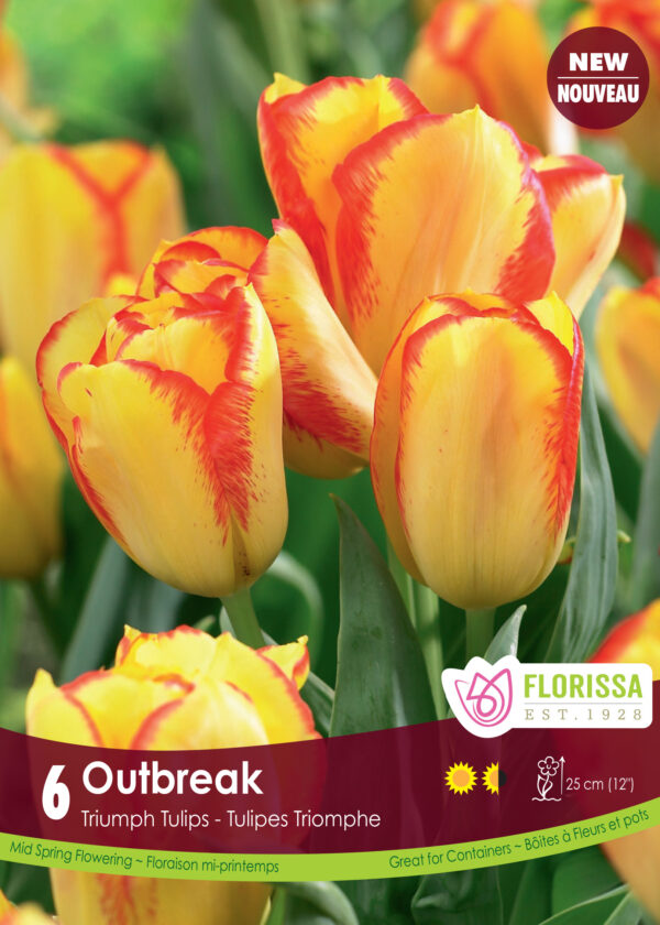 Florissa Tulip Bulbs (Fall Planting) - Image 22