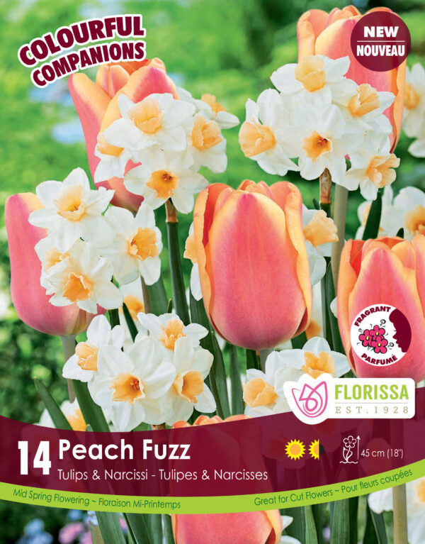 Florissa Tulips & Narcissi Companion Bulbs (Fall Planting) - Image 4