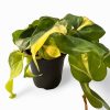 Philodendron Houseplants - Image 6