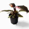 Philodendron Houseplants - Image 7