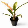 Philodendron Houseplants - Image 8