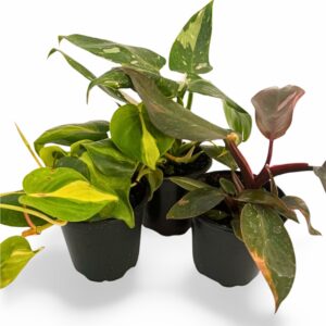 Philodendron Houseplants