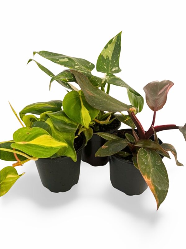 Philodendron Houseplants