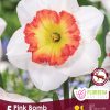 Florissa Narcissus Bulbs (Fall Planting) - Image 9